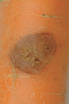 Symptôme de cavity spot (maladie de la tache) sur carotte, début d'affaissement des tissus